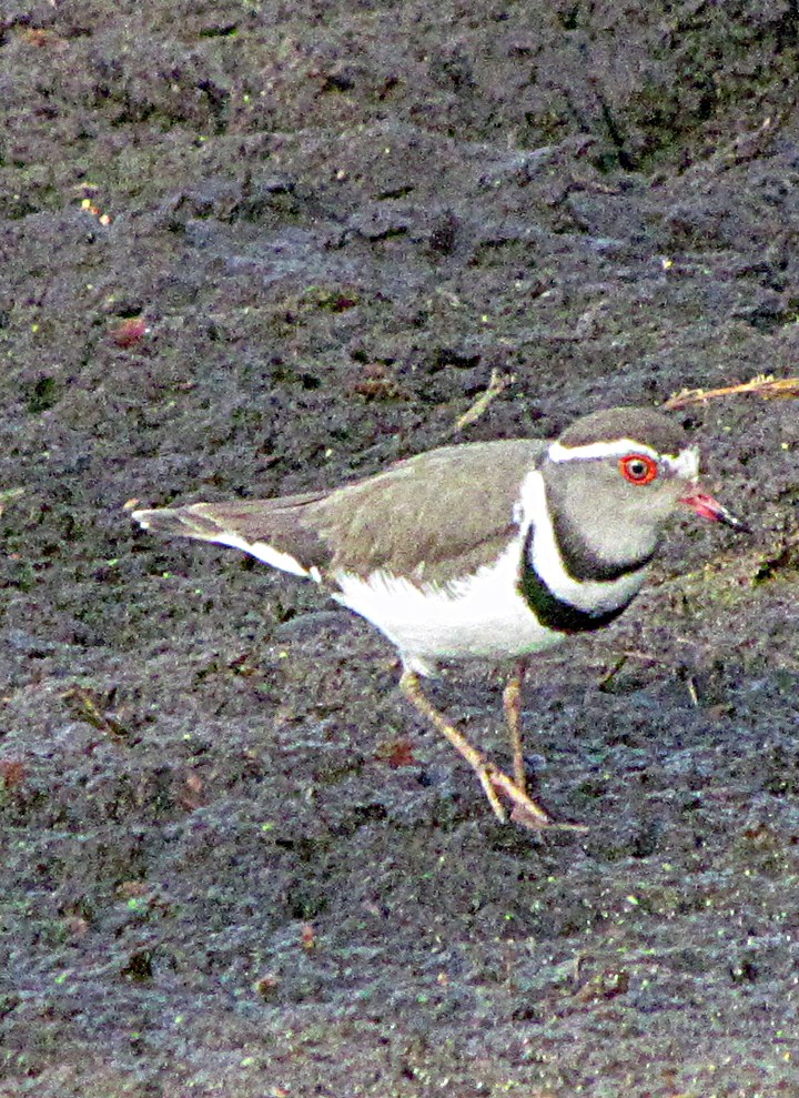 Pluvier à triple collier - ML645884812