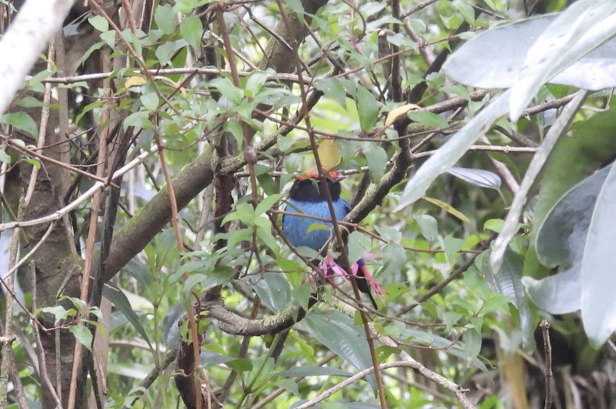 Swallow-tailed Manakin - ML645884818