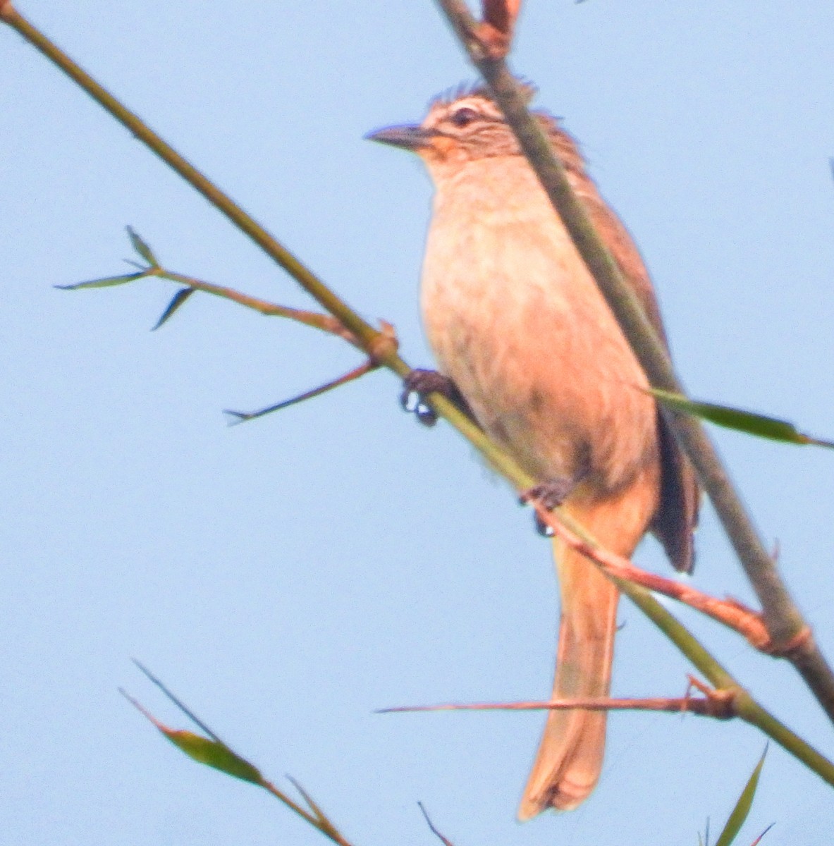 White-browed Bulbul - ML645884821