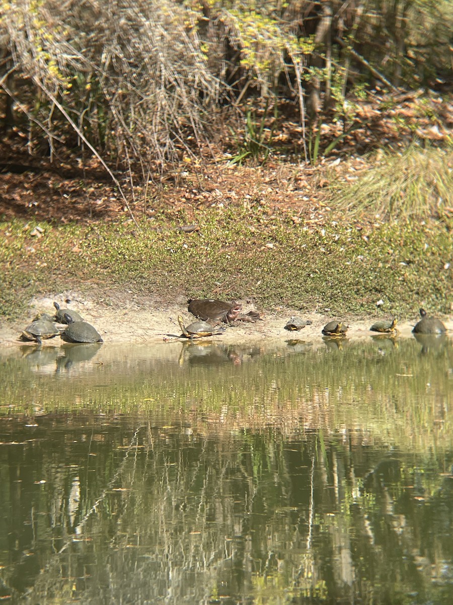 Florida Softshell Turtle - ML645884826