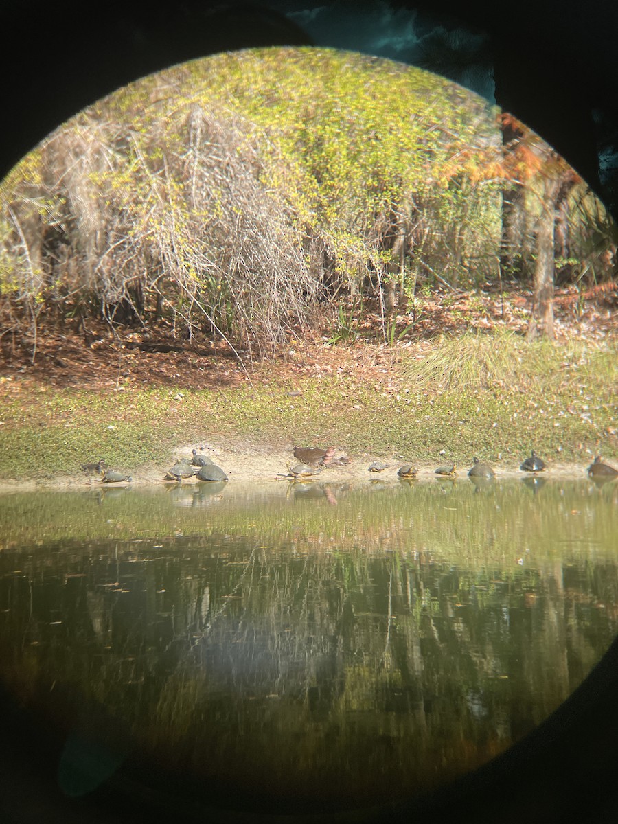 Florida Chicken Turtle - ML645884828