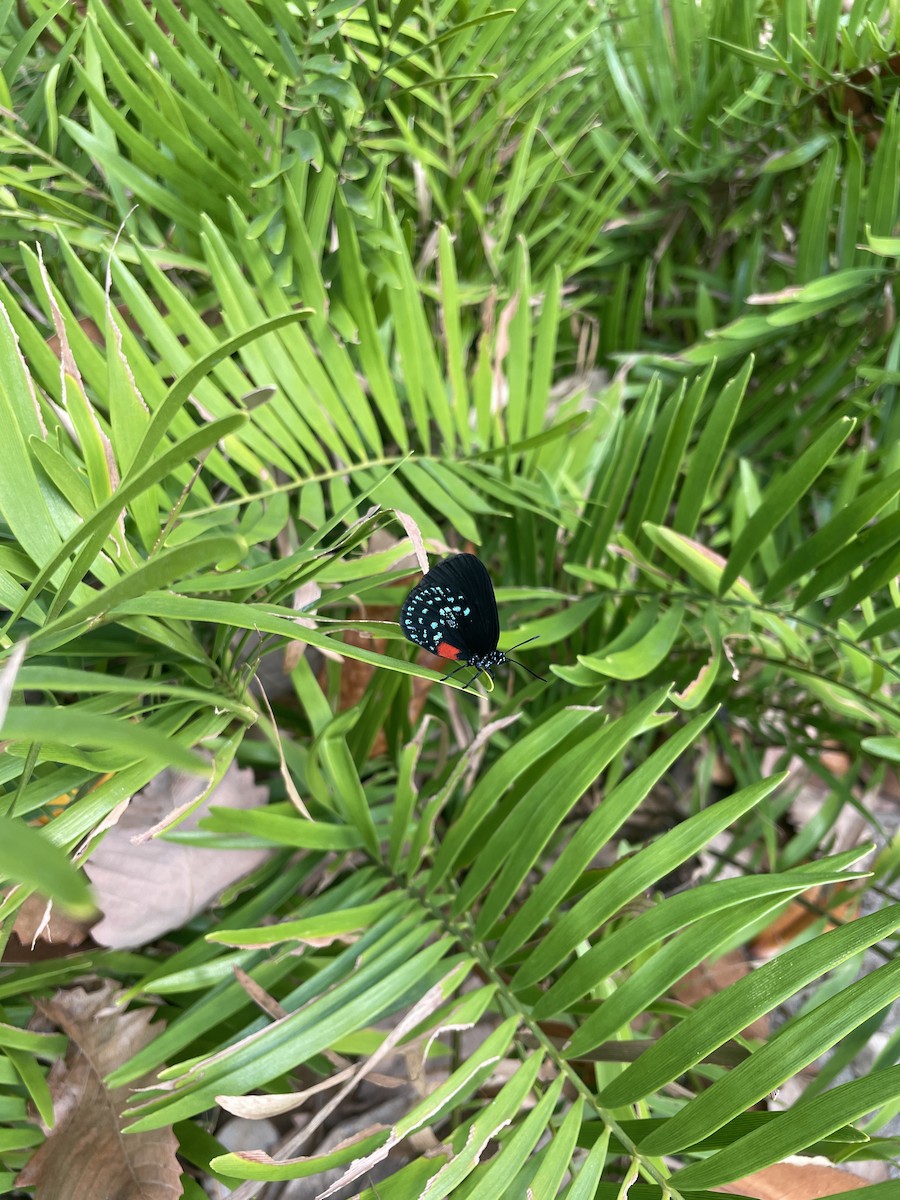 Animals - ML645884829