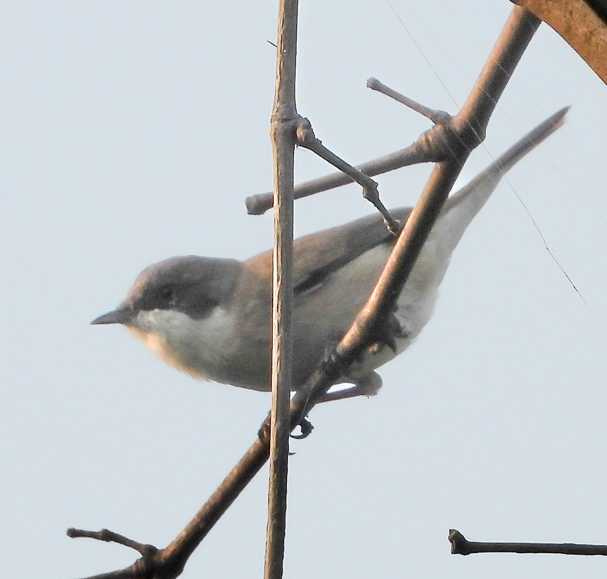Lesser Whitethroat - ML645884834