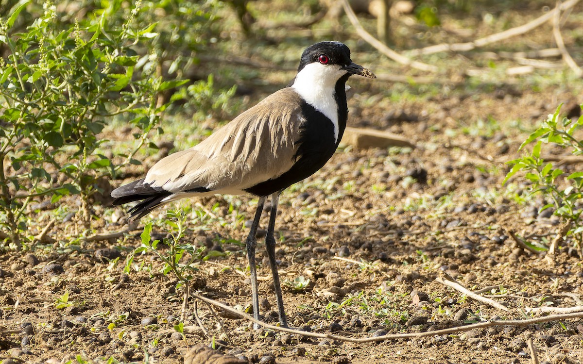Vanneau à éperons - ML645884835