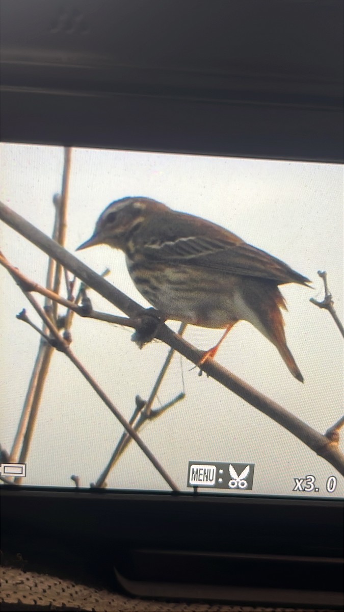 Olive-backed Pipit - ML645884836