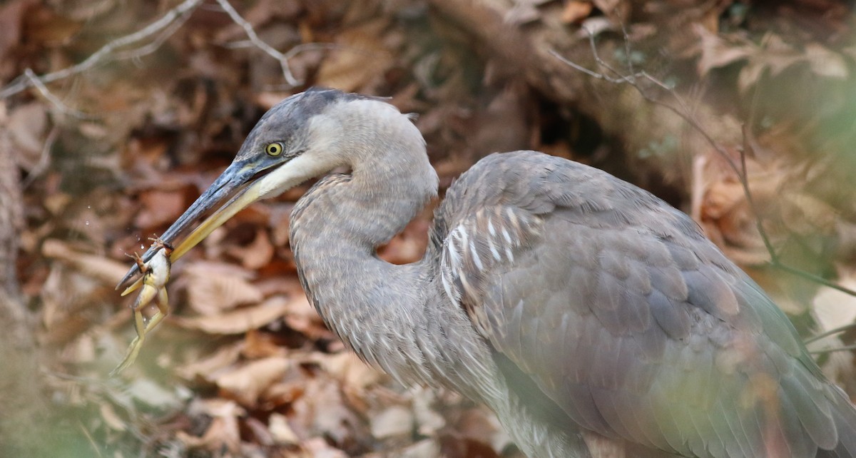 Great Blue Heron - ML645884838