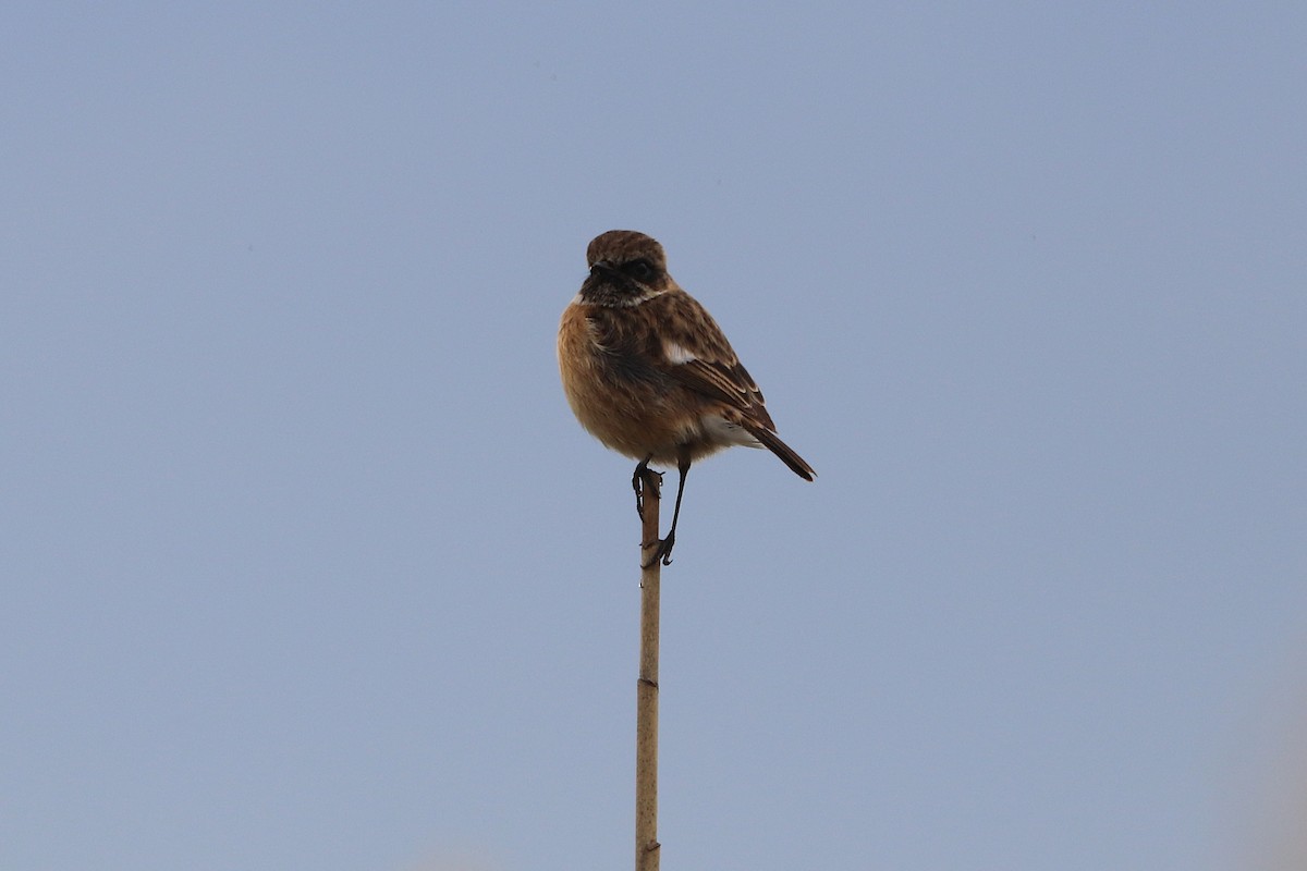 European Stonechat - ML645884839