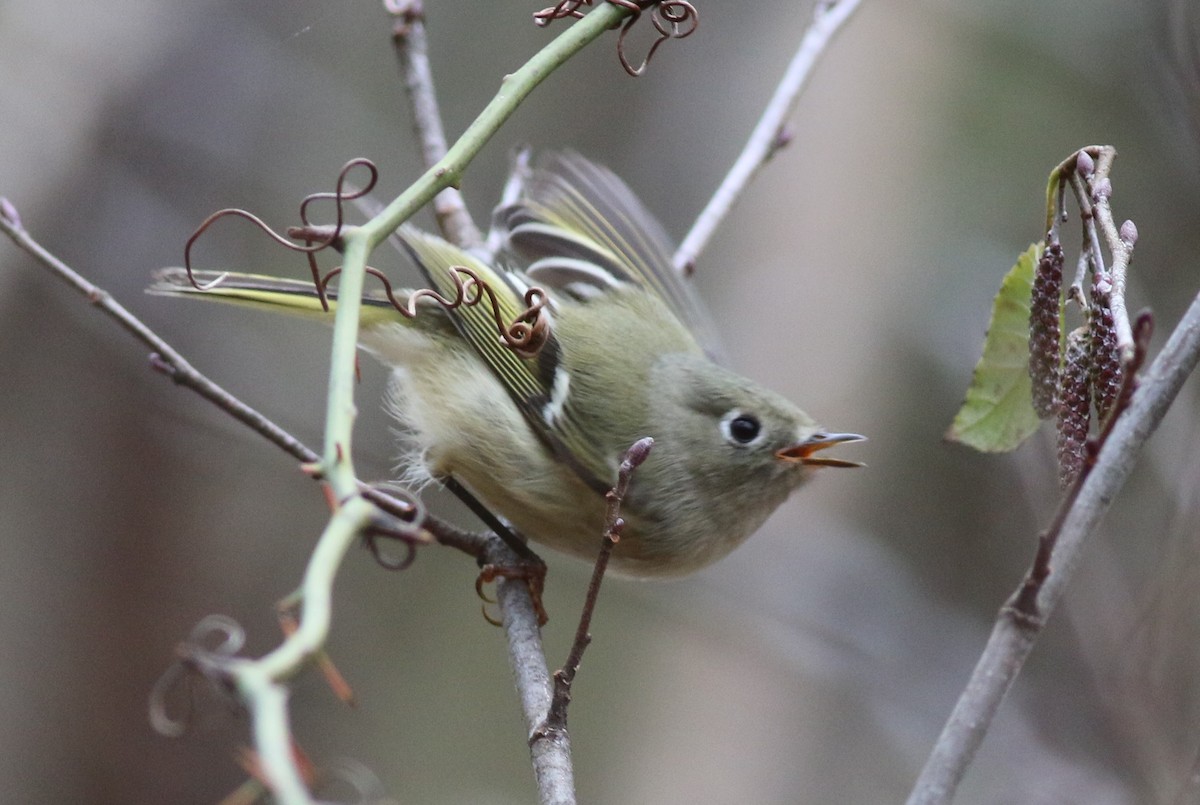 ルビーキクイタダキ - ML645884846