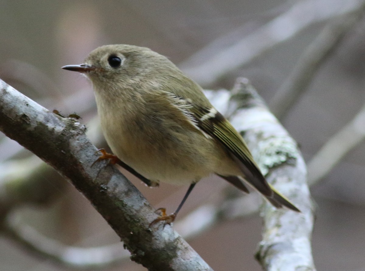 ルビーキクイタダキ - ML645884847