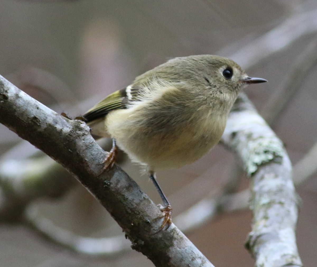 ルビーキクイタダキ - ML645884848