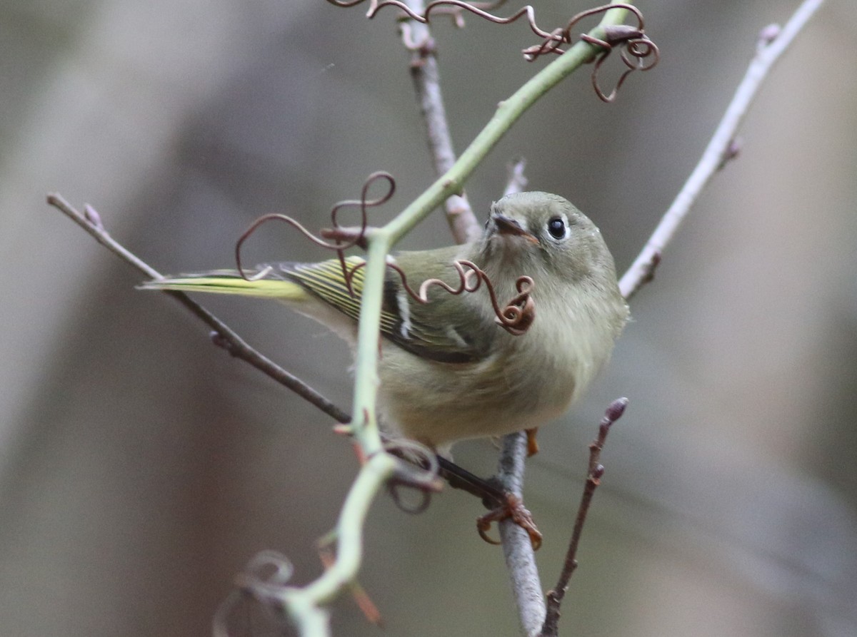 ルビーキクイタダキ - ML645884849