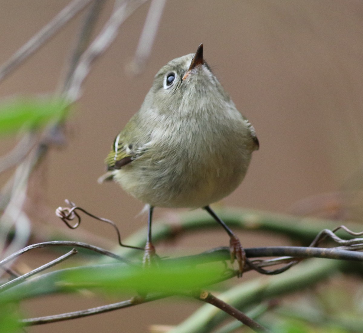 ルビーキクイタダキ - ML645884850