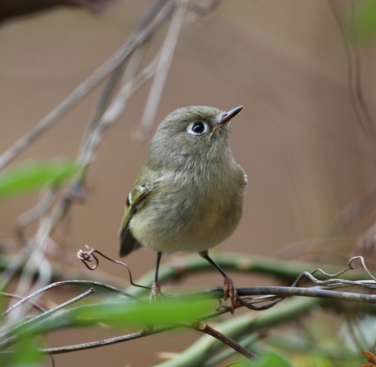 ルビーキクイタダキ - ML645884851