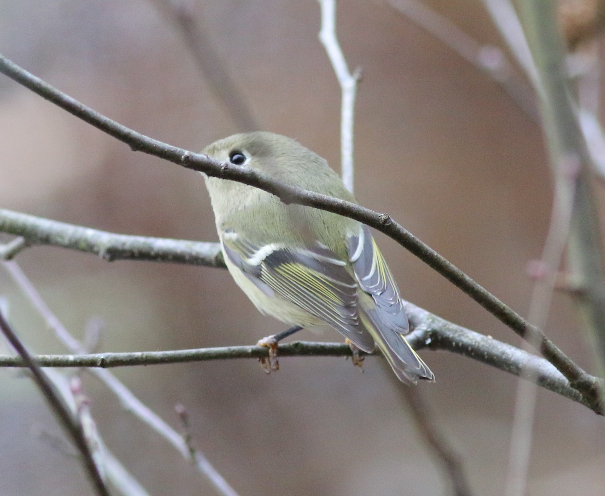 ルビーキクイタダキ - ML645884852