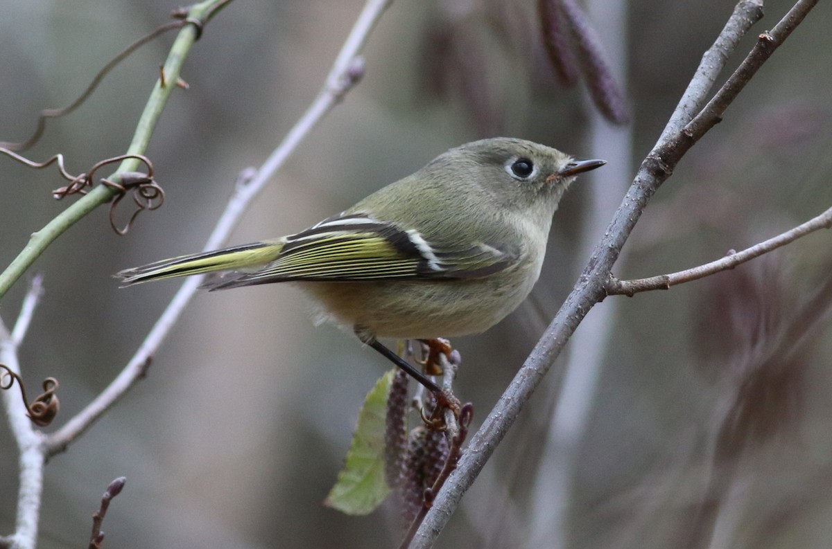 ルビーキクイタダキ - ML645884853