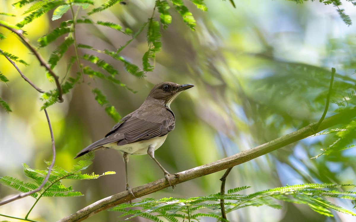 Black-billed Thrush - ML645884872
