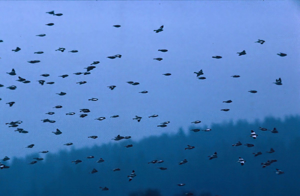 Snow Bunting - ML645884873