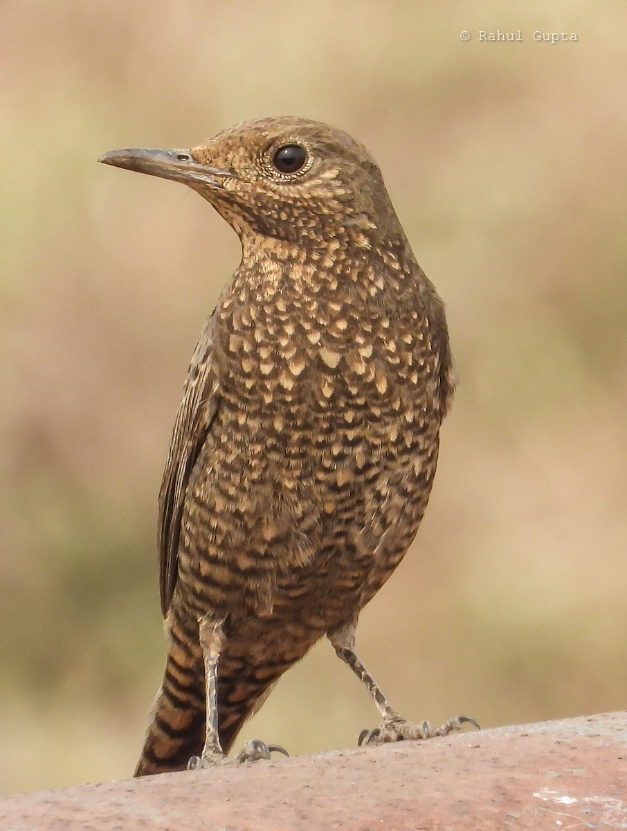 Blue Rock-Thrush - ML645884876