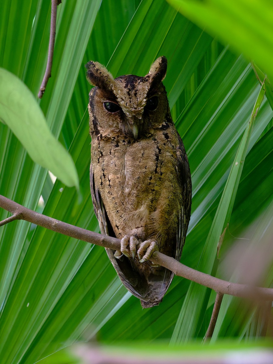 Collared Scops-Owl - ML645884882