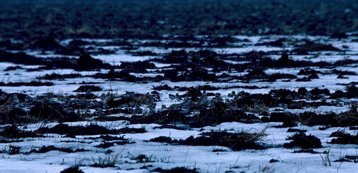 Snow Bunting - ML645884883