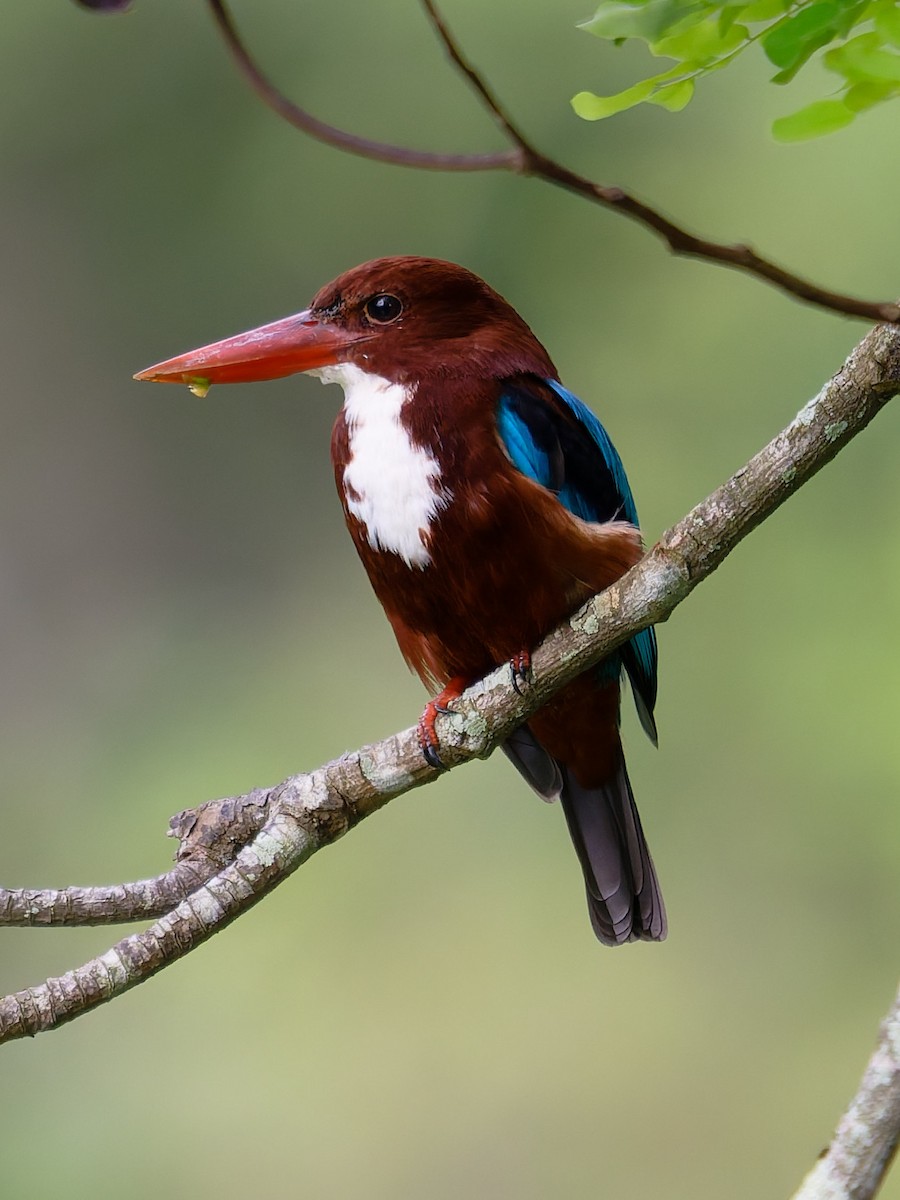 White-throated Kingfisher - ML645884888