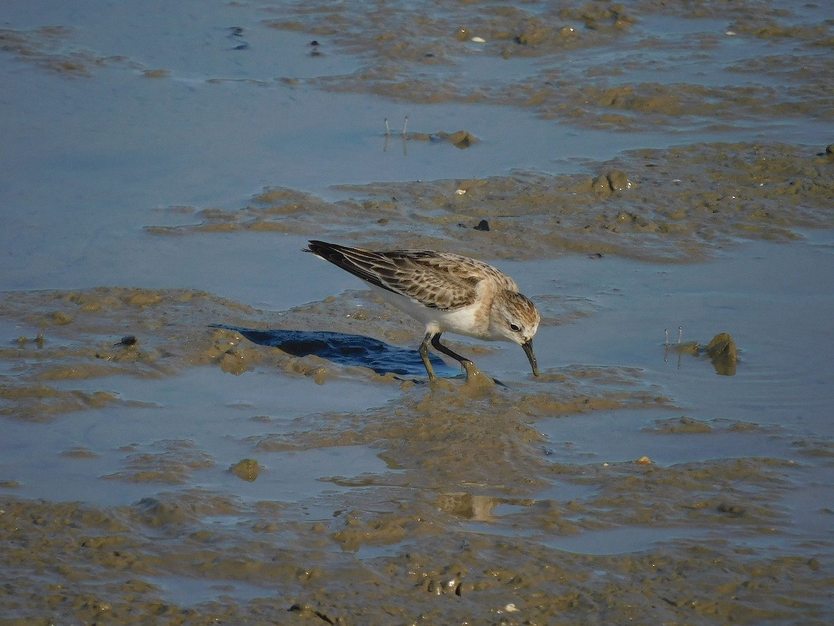 Correlimos Cuellirrojo - ML645884890