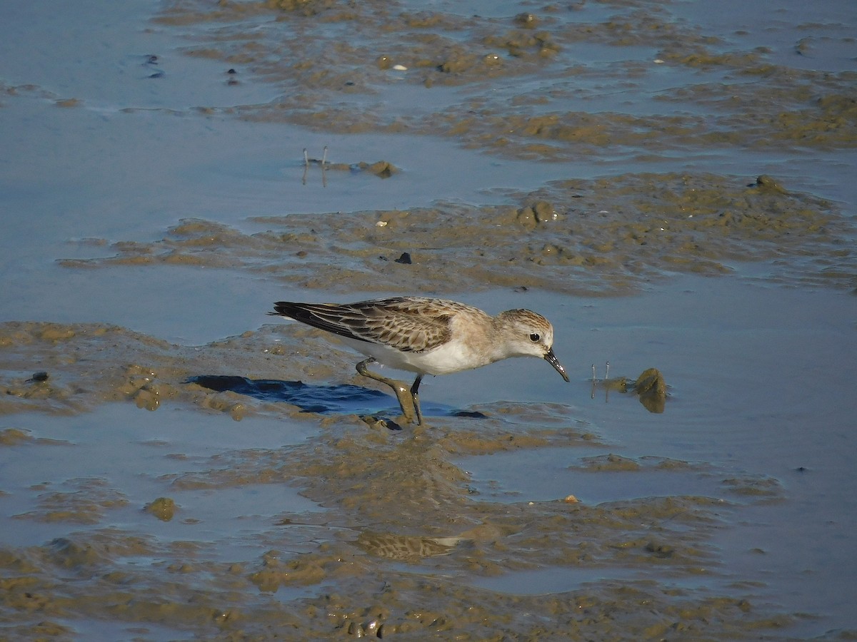 Correlimos Cuellirrojo - ML645884891