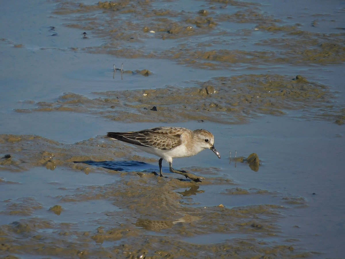 Correlimos Cuellirrojo - ML645884892
