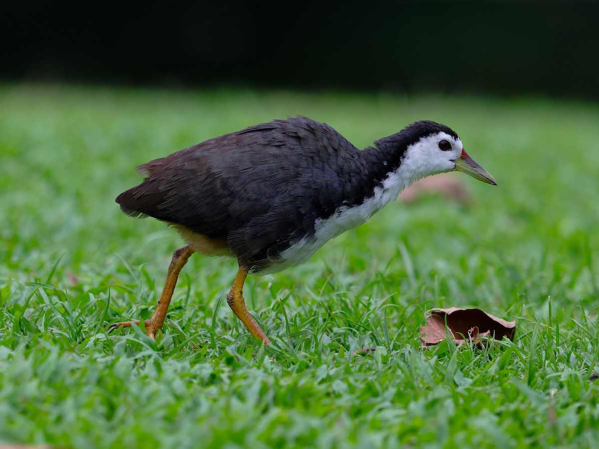 White-breasted Waterhen - ML645884893