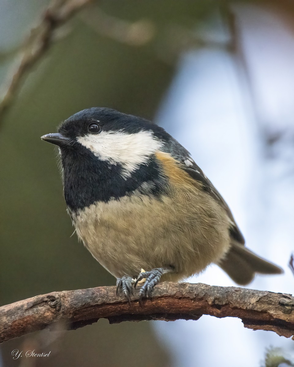 Coal Tit - ML645884895