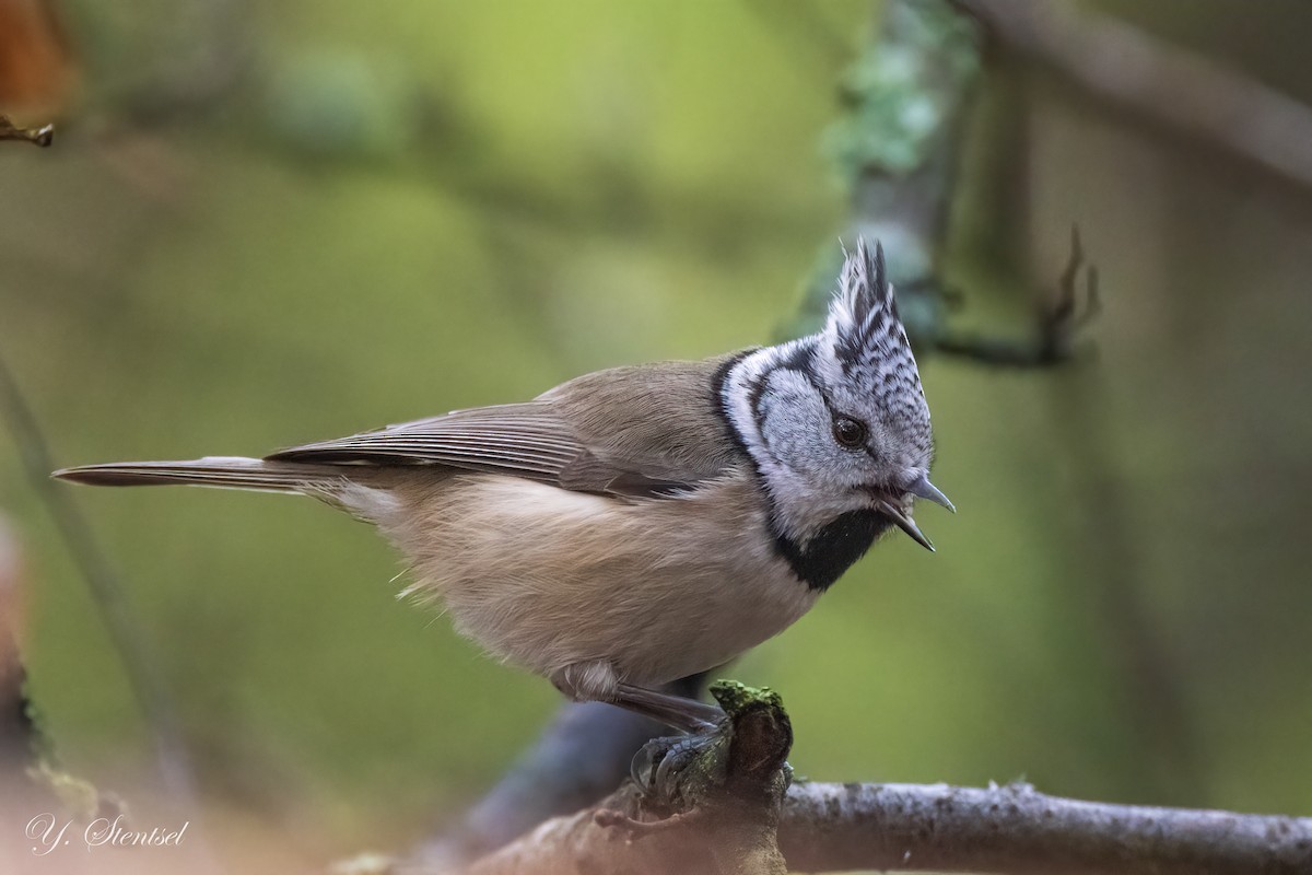 Herrerillo Capuchino - ML645884897