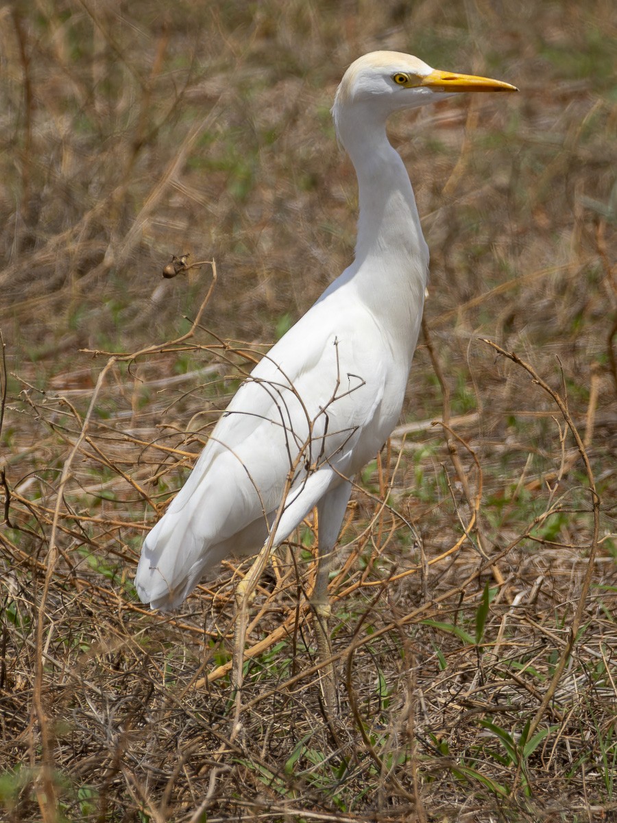 Garcilla Bueyera Occidental - ML645884898