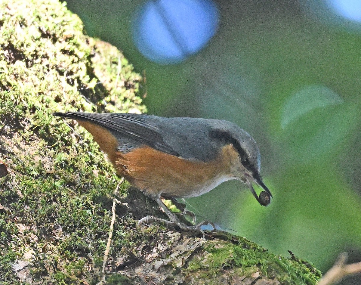 Trepador del Himalaya - ML645884899