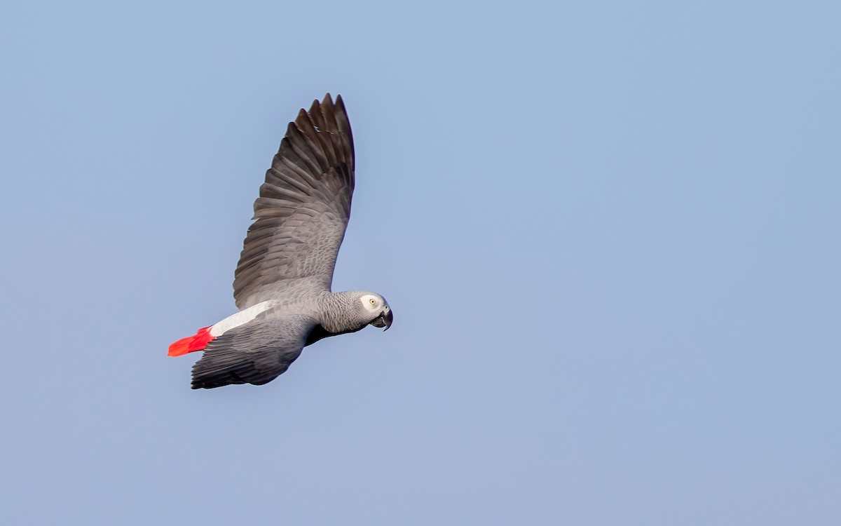 Loro Yaco - ML645884900