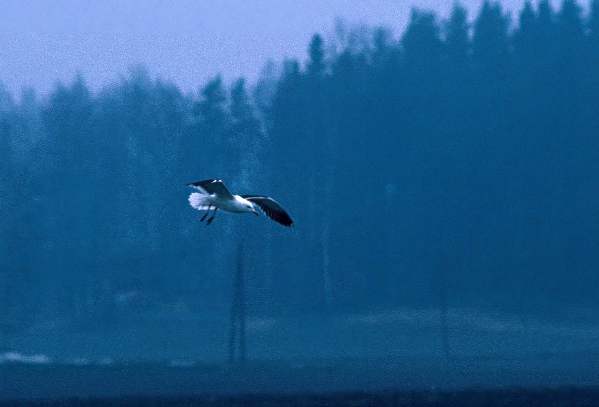 Gaviota Sombría - ML645884901