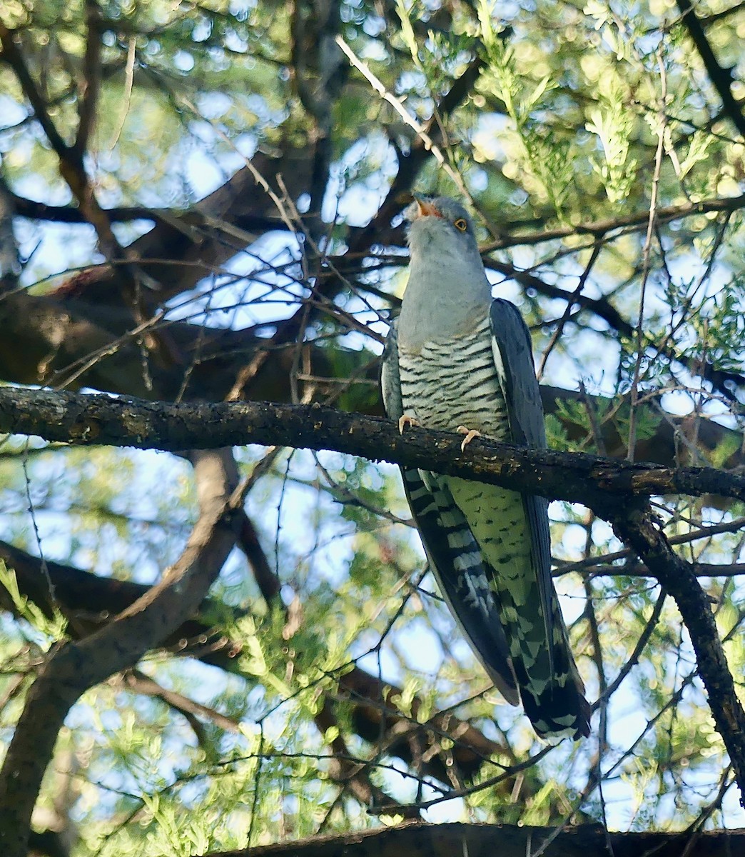 Cuco Barbiblanco - ML645884902
