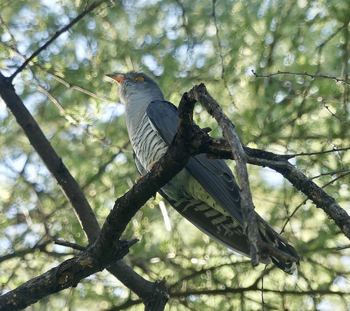 Cuco Barbiblanco - ML645884903