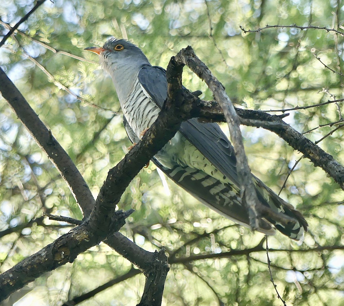 Cuco Barbiblanco - ML645884904