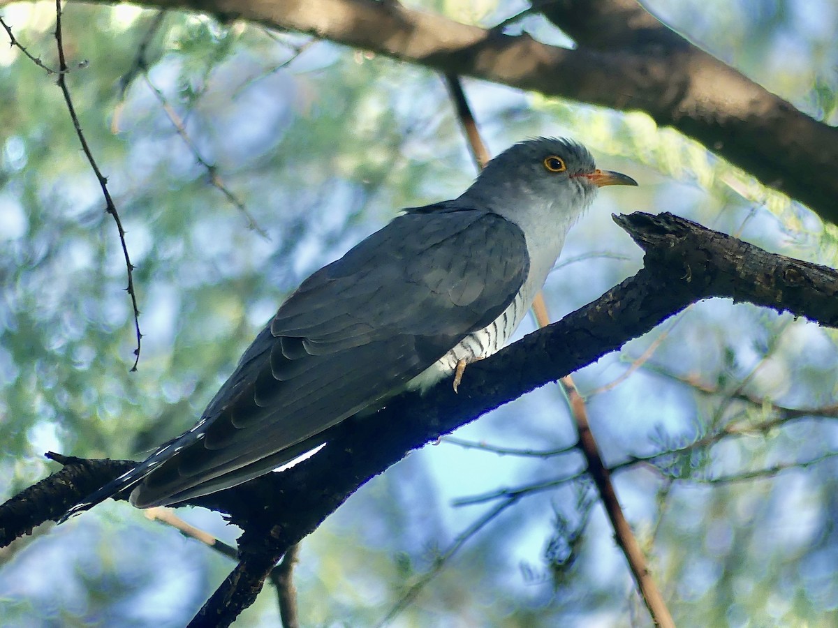 Cuco Barbiblanco - ML645884905