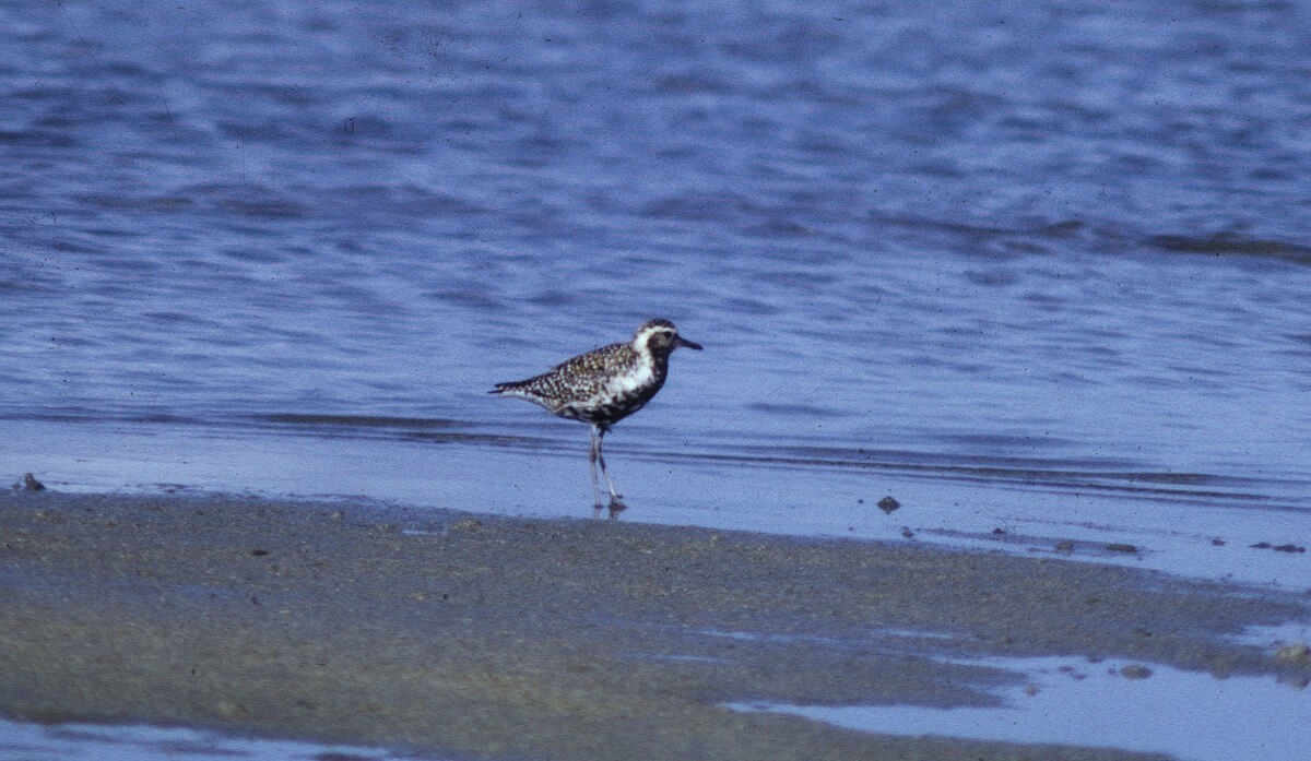 Chorlito Dorado Siberiano - ML645884906