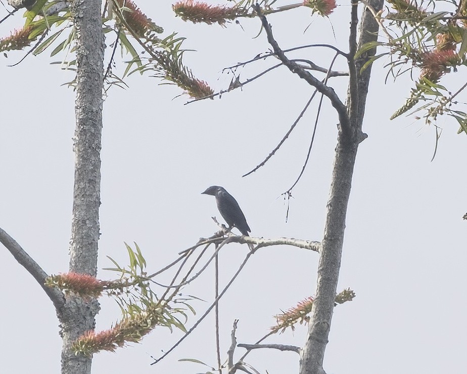 Estornino de Stuhlmann - ML645884907