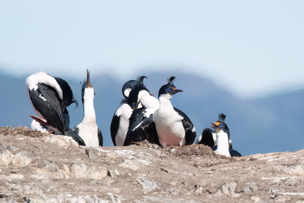 Cormorán Imperial (Imperial) - ML645884909