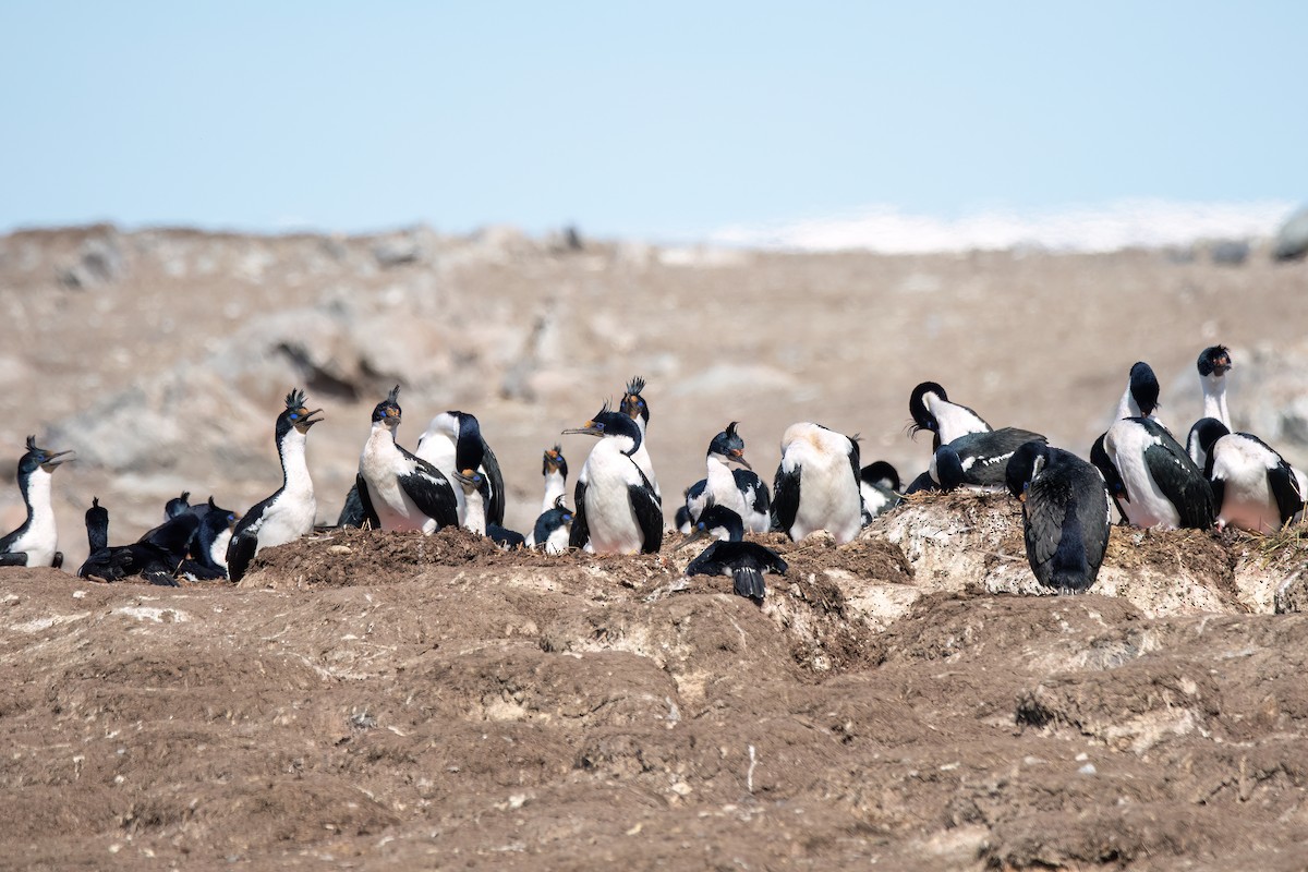 Cormorán Imperial (Imperial) - ML645884910