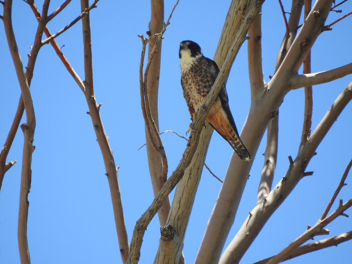 Alcotán Australiano - ML645884911