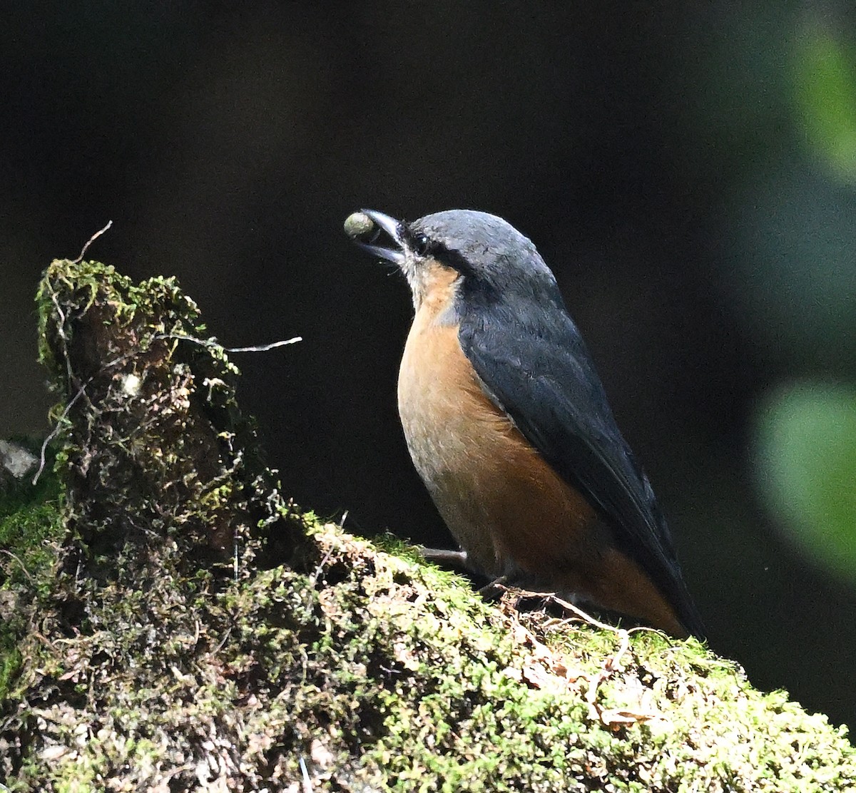 Trepador del Himalaya - ML645884914