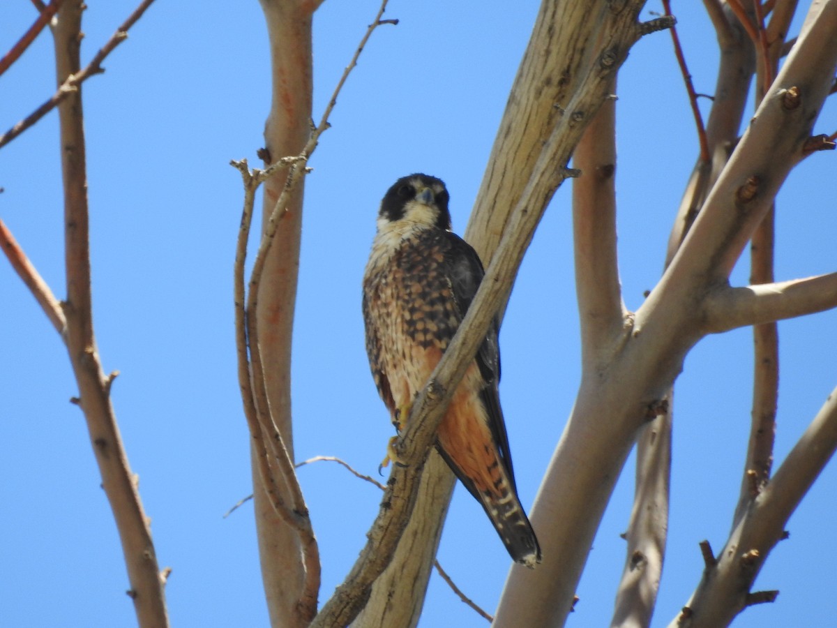 Alcotán Australiano - ML645884915