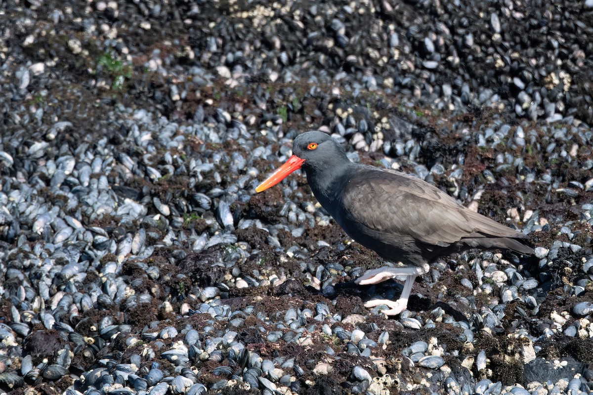 Ostrero Negro Americano - ML645884916