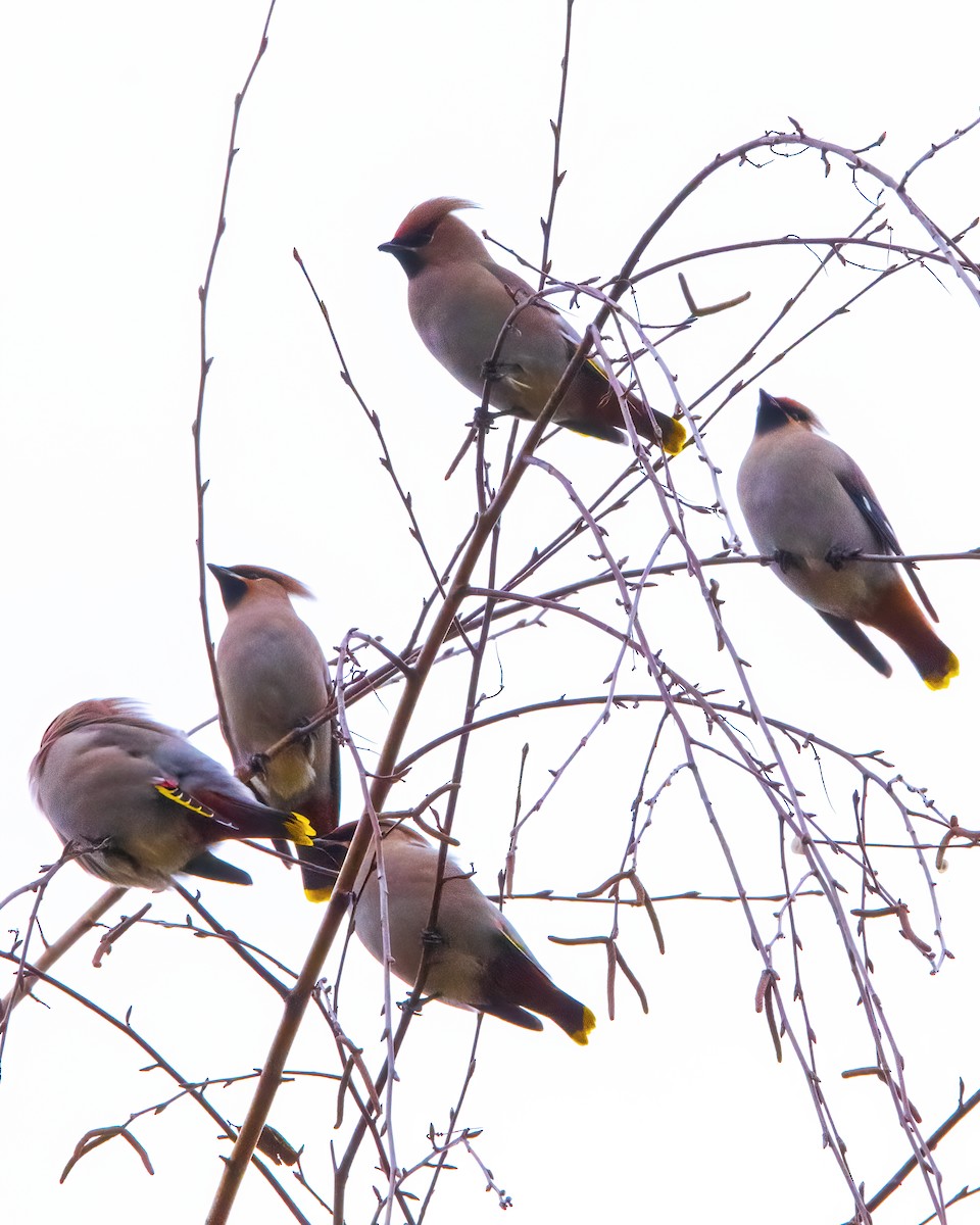 Ampelis Europeo - ML645884918