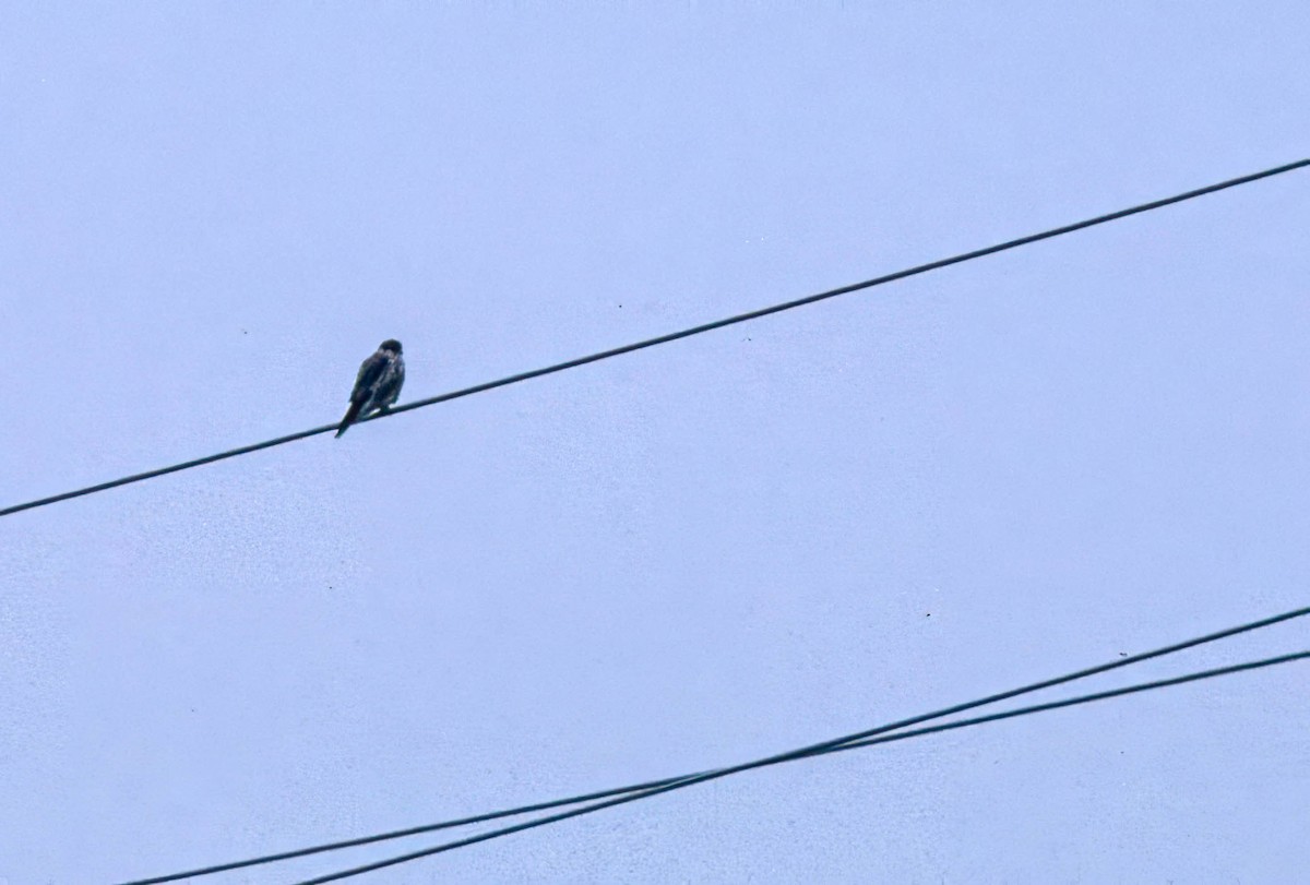 Esmerejón - ML645884919