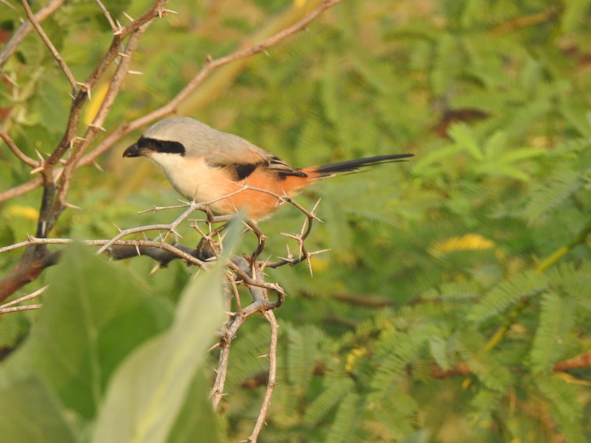 Alcaudón Schach - ML645884923